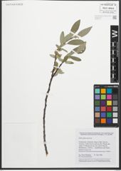 Foto von Salix glaucosericea Flod.